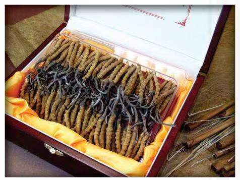 琼山冬虫夏草回收